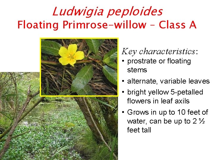 Ludwigia peploides Floating Primrose-willow – Class A Key characteristics: • prostrate or floating stems