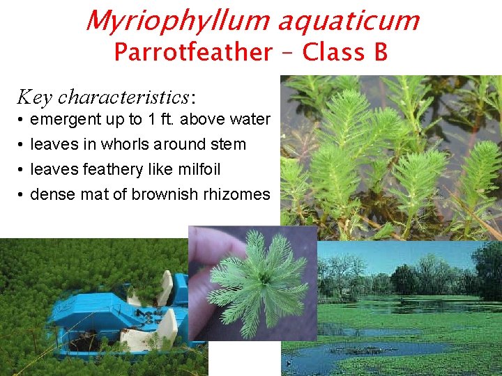 Myriophyllum aquaticum Parrotfeather – Class B Key characteristics: • • emergent up to 1