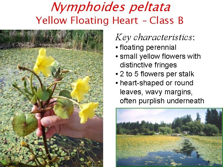 Nymphoides peltata Yellow Floating Heart – Class B Key characteristics: • floating perennial •