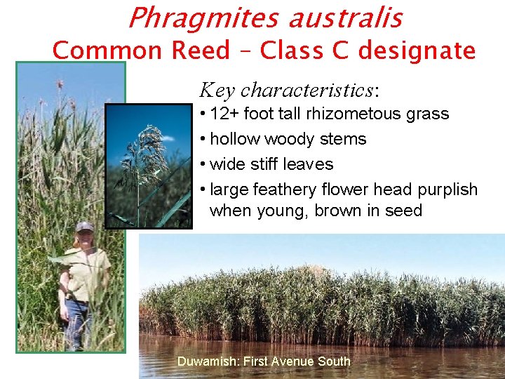 Phragmites australis Common Reed – Class C designate Key characteristics: • 12+ foot tall