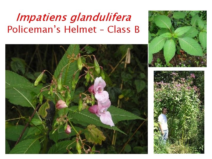 Impatiens glandulifera Policeman’s Helmet – Class B 