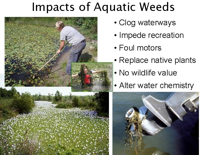 Impacts of Aquatic Weeds • Clog waterways • Impede recreation • Foul motors •