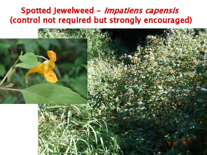 Spotted Jewelweed - Impatiens capensis (control not required but strongly encouraged) 