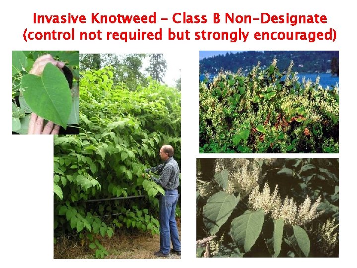Invasive Knotweed – Class B Non-Designate (control not required but strongly encouraged) 