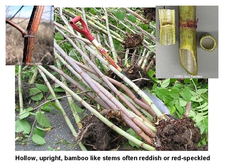 Hollow, upright, bamboo like stems often reddish or red-speckled 