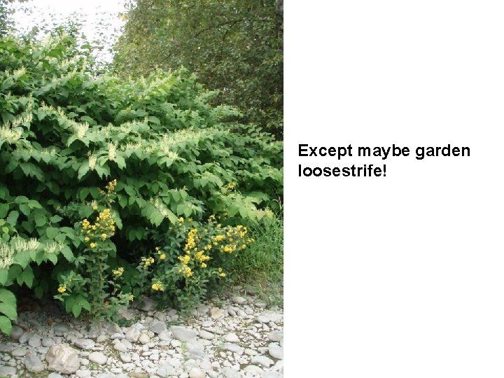 Except maybe garden loosestrife! 
