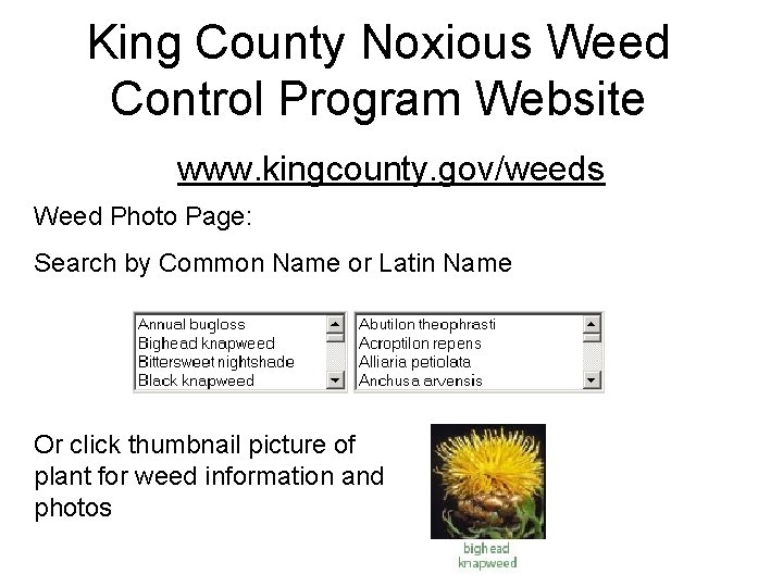 King County Noxious Weed Control Program Website www. kingcounty. gov/weeds Weed Photo Page: Search