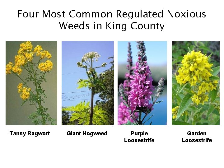 Four Most Common Regulated Noxious Weeds in King County Tansy Ragwort Giant Hogweed Purple