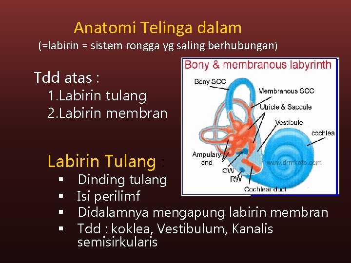 Anatomi Telinga dalam (=labirin = sistem rongga yg saling berhubungan) Tdd atas : 1.