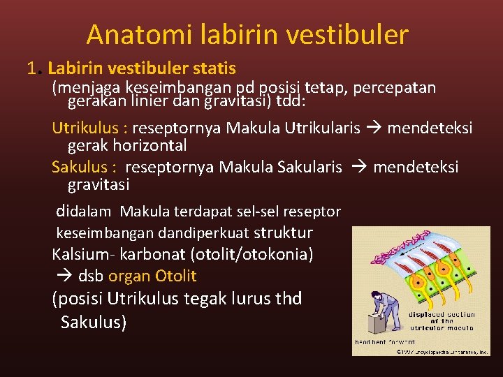 Anatomi labirin vestibuler 1. Labirin vestibuler statis (menjaga keseimbangan pd posisi tetap, percepatan gerakan