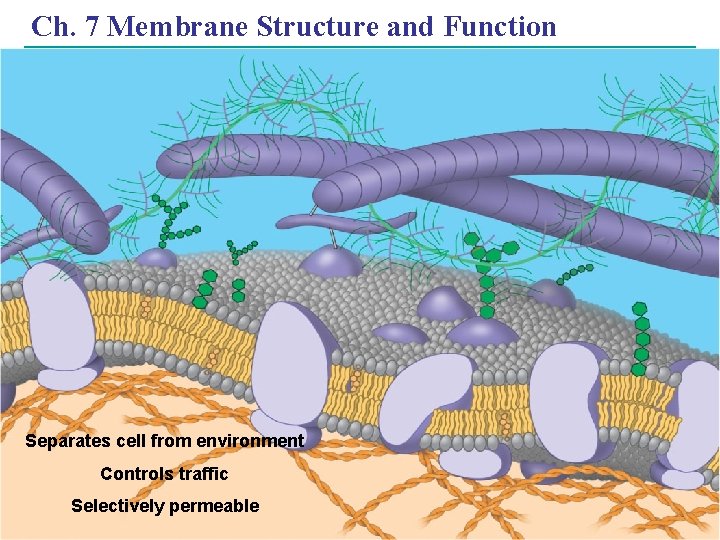 Ch. 7 Membrane Structure and Function Separates cell from environment Controls traffic Selectively permeable