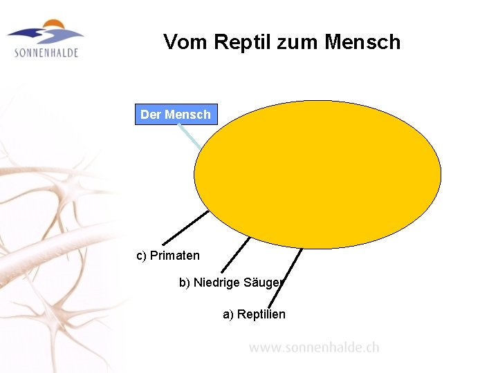 Vom Reptil zum Mensch Der Mensch c) Primaten b) Niedrige Säuger a) Reptilien 