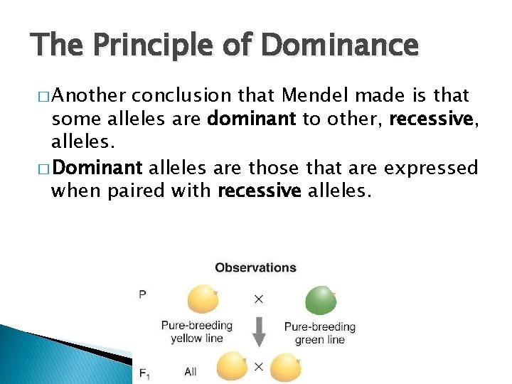 The Principle of Dominance � Another conclusion that Mendel made is that some alleles The Principle of Dominance � Another conclusion that Mendel made is that some alleles