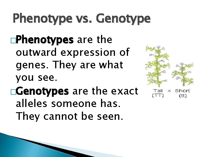 Phenotype vs. Genotype �Phenotypes are the outward expression of genes. They are what you Phenotype vs. Genotype �Phenotypes are the outward expression of genes. They are what you