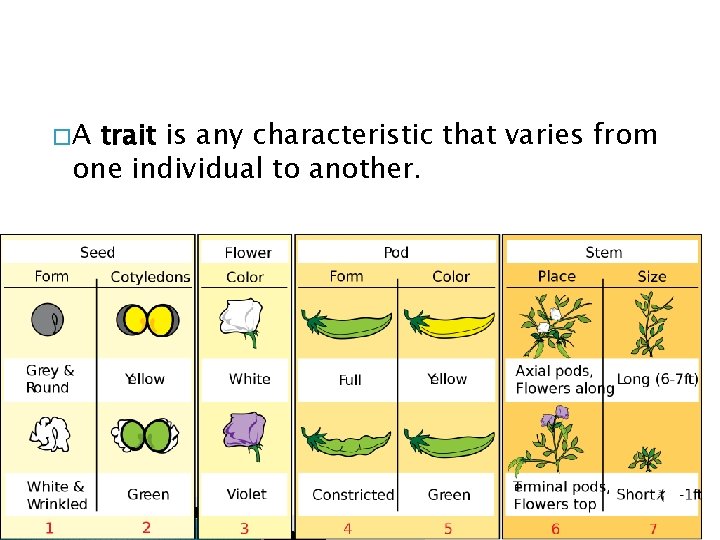 �A trait is any characteristic that varies from one individual to another. �A trait is any characteristic that varies from one individual to another.
