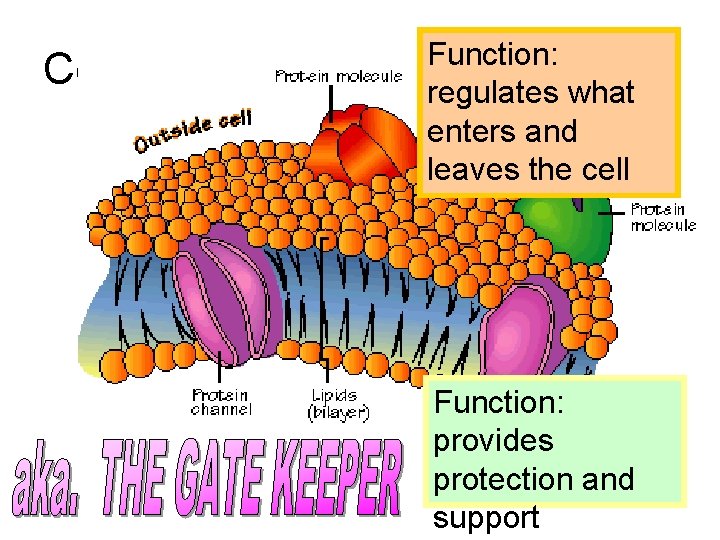 What are the Cell Boundaries All Cells Some