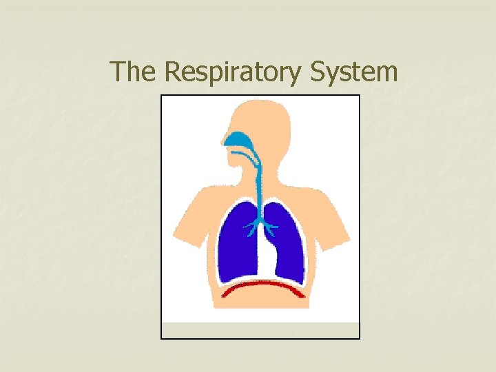 The Respiratory System 