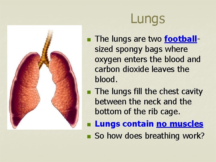 Lungs n n The lungs are two footballsized spongy bags where oxygen enters the