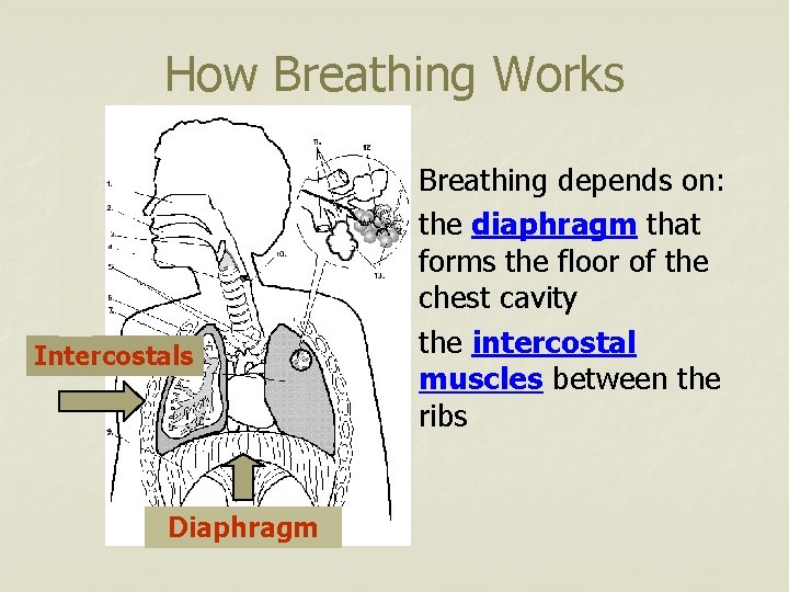 How Breathing Works n n Intercostals Diaphragm n Breathing depends on: the diaphragm that