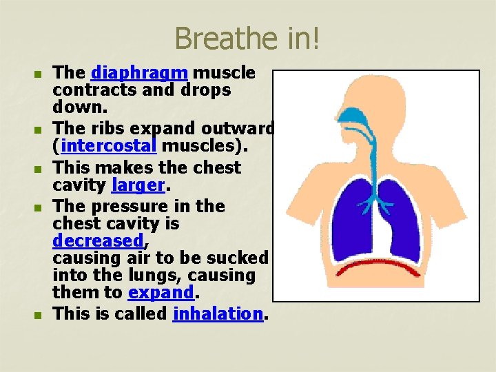 Breathe in! n n n The diaphragm muscle contracts and drops down. The ribs