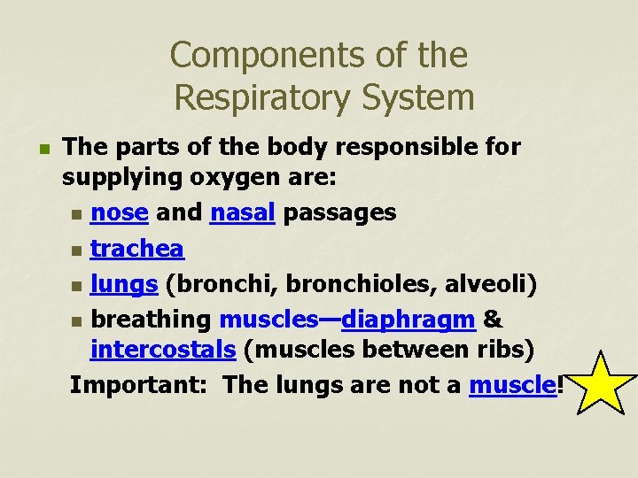 Components of the Respiratory System n The parts of the body responsible for supplying