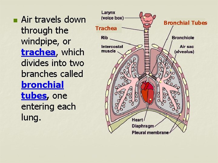 n Air travels down through the windpipe, or trachea, which divides into two branches