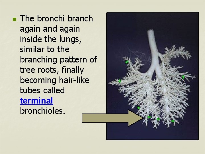 n The bronchi branch again and again inside the lungs, similar to the branching