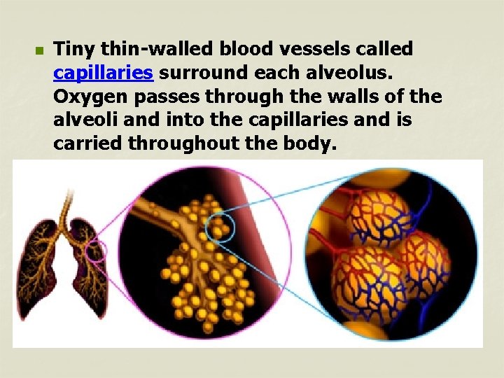 n Tiny thin-walled blood vessels called capillaries surround each alveolus. Oxygen passes through the