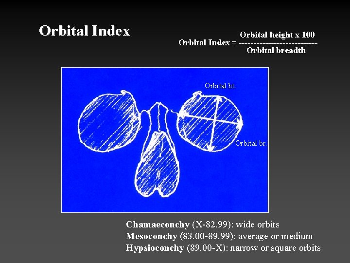 Orbital Index Orbital height x 100 Orbital Index = -------------Orbital breadth Orbital ht. Orbital