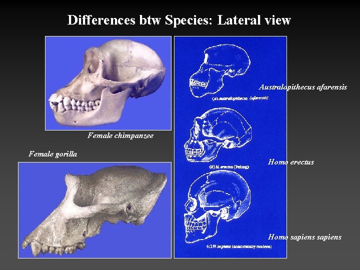 Differences btw Species: Lateral view Australopithecus afarensis Female chimpanzee Female gorilla Homo erectus Homo