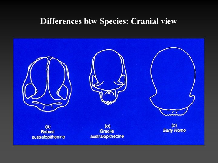 Differences btw Species: Cranial view 