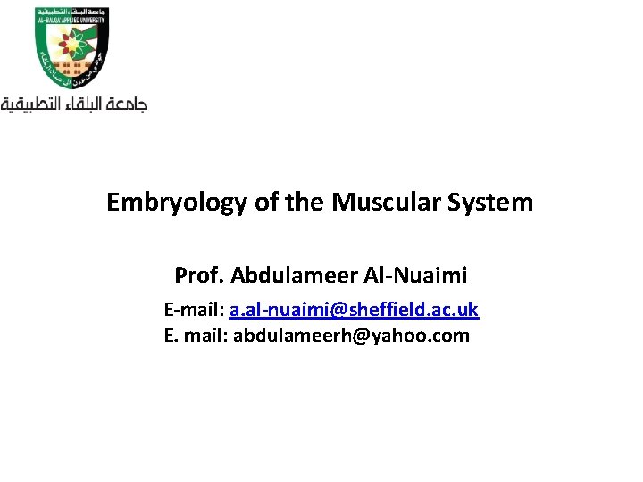 Embryology of the Muscular System Prof. Abdulameer Al-Nuaimi E-mail: a. al-nuaimi@sheffield. ac. uk E.