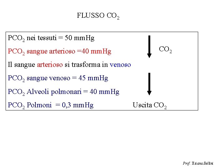 FLUSSO CO 2 PCO 2 nei tessuti = 50 mm. Hg PCO 2 sangue