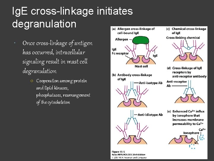 Ig. E cross-linkage initiates degranulation Once cross-linkage of antigen has occurred, intracellular signaling result
