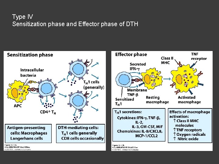 Type IV Sensitization phase and Effector phase of DTH 
