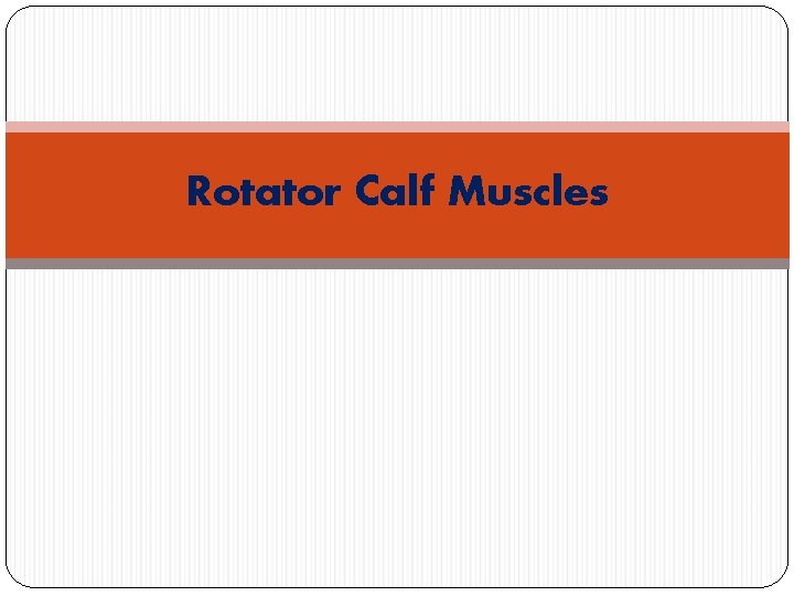 Rotator Calf Muscles 