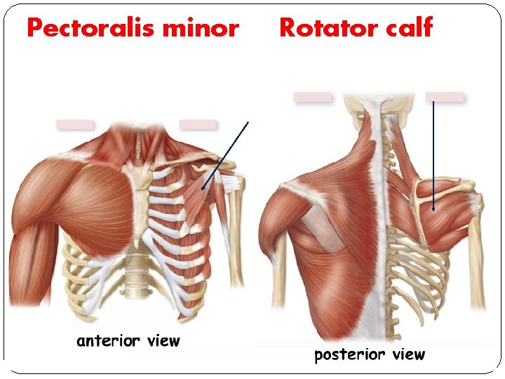 Pectoralis minor Rotator calf 