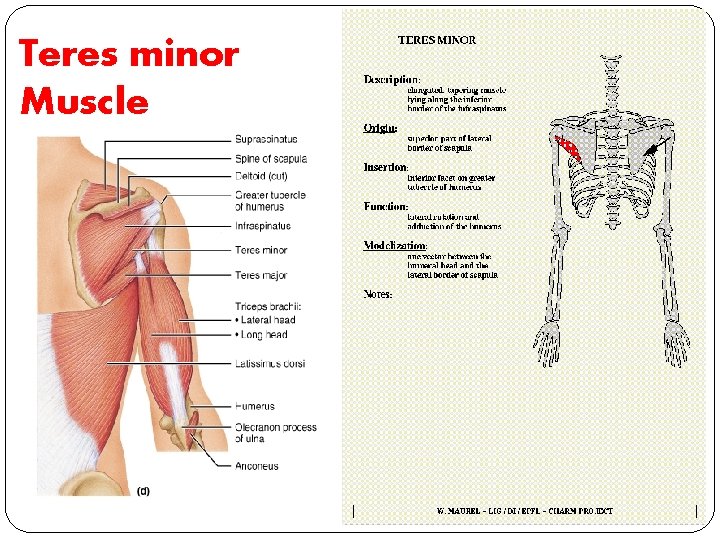 Teres minor Muscle 