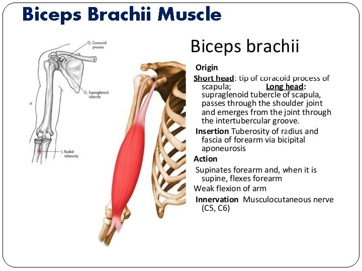 Biceps Brachii Muscle 