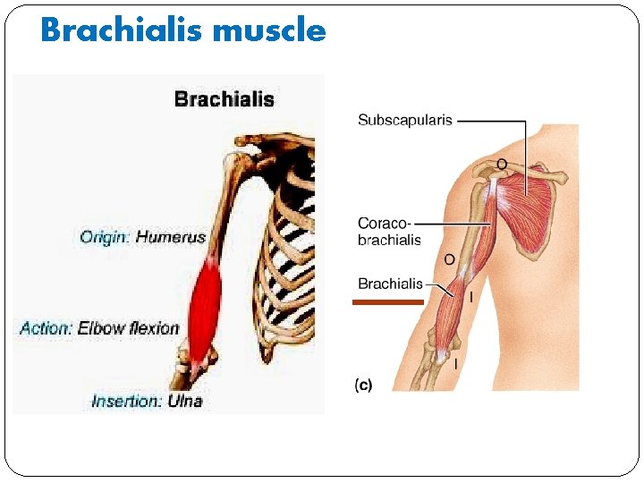 Brachialis muscle 