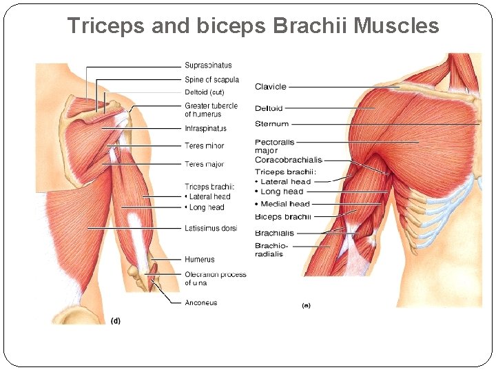Triceps and biceps Brachii Muscles 