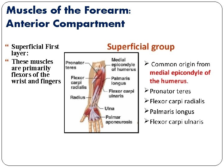 Muscles of the Forearm: Anterior Compartment Superficial First layer: These muscles are primarily flexors