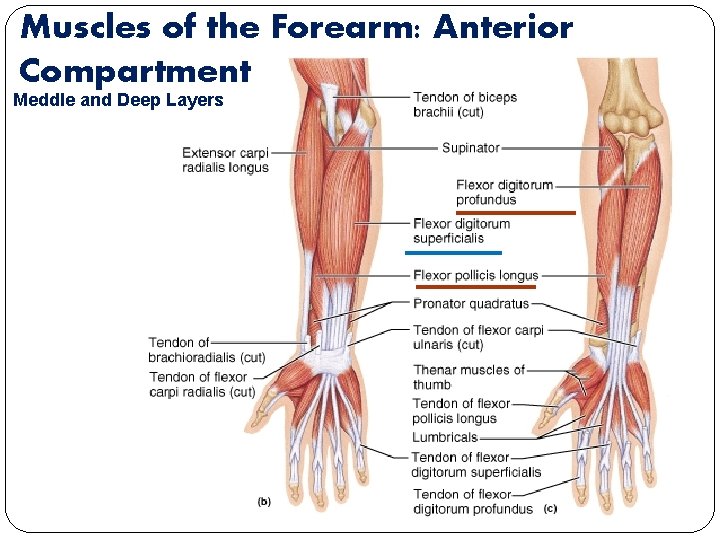 Muscles of the Forearm: Anterior Compartment Meddle and Deep Layers 