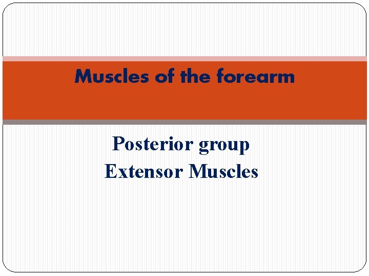 Muscles of the forearm Posterior group Extensor Muscles 