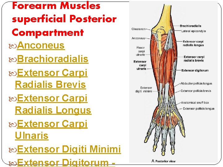 Forearm Muscles superficial Posterior Compartment Anconeus Brachioradialis Extensor Carpi Radialis Brevis Extensor Carpi Radialis