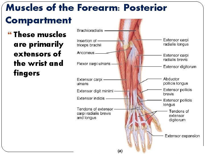 Muscles of the Forearm: Posterior Compartment These muscles are primarily extensors of the wrist