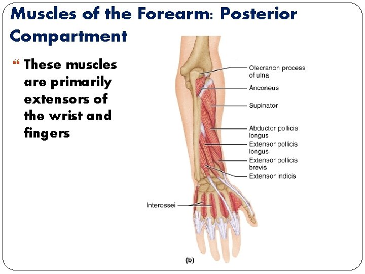 Muscles of the Forearm: Posterior Compartment These muscles are primarily extensors of the wrist