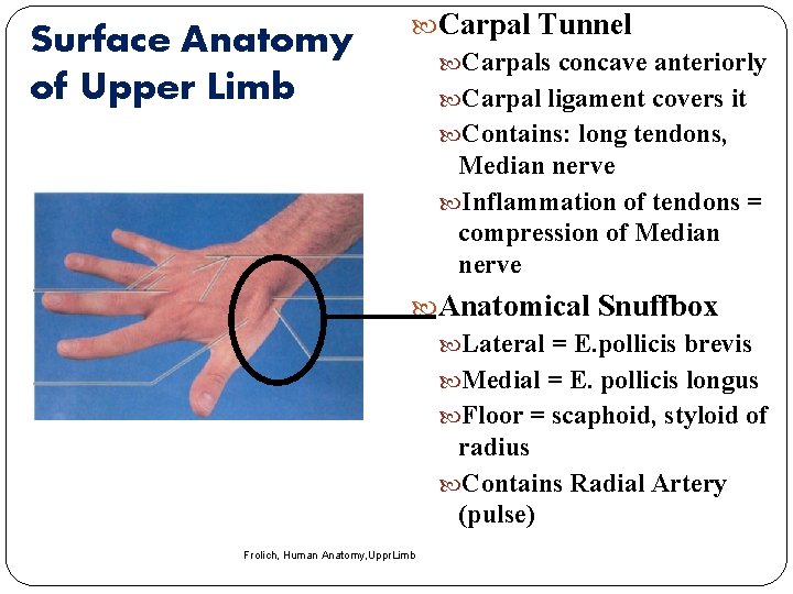 Surface Anatomy of Upper Limb Carpal Tunnel Carpals concave anteriorly Carpal ligament covers it