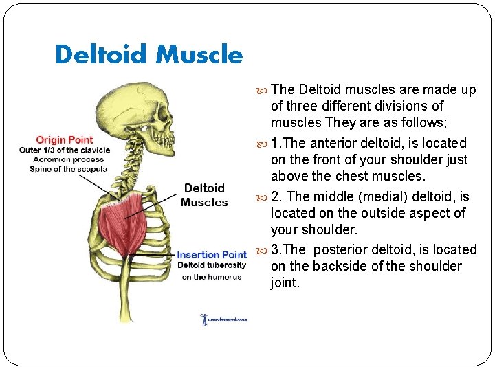 Deltoid Muscle The Deltoid muscles are made up of three different divisions of muscles