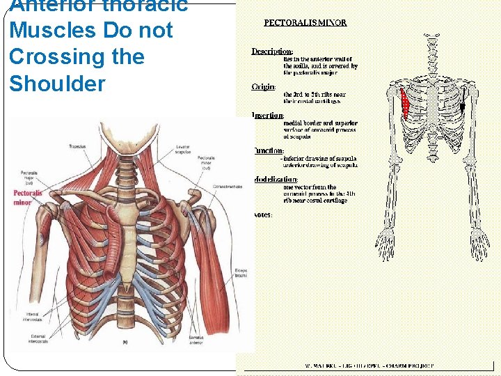Anterior thoracic Muscles Do not Crossing the Shoulder 
